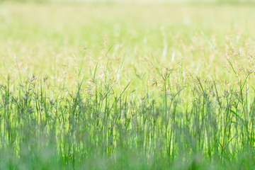 Spring meadow beautiful fresh morning in soft warm light. Vintage autumn landscape blurry nature background.