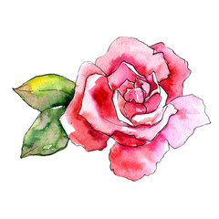 Wildflower rose flower in a watercolor style isolated. Full name of the plant: pink rose. Aquarelle wild flower for background, texture, wrapper pattern, frame or border.