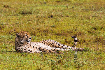 Cheetahs of  Serengeti, Tanzania