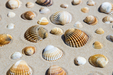 Conchiglie sulla spiaggia
