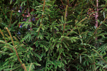 close up of natural fir trees at christmas market