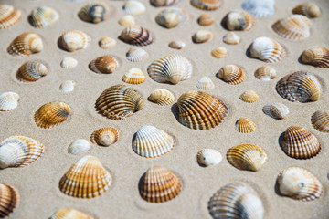 Conchiglie sulla spiaggia
