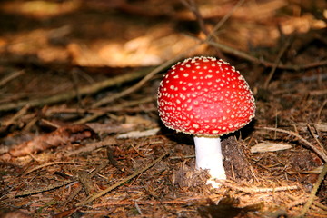 landschaft und natur