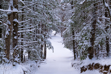Fototapeta premium A buck deer at the end of a snowy lane at Smoky Mtn Nat'l Park's Cades Cove