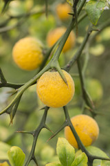 Fruits and flowers of trifoliate orange tree