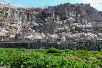 Obraz premium Blossom in Pakistan 