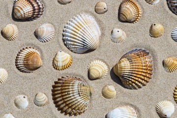 Conchiglie sulla spiaggia
