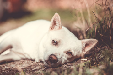 Obraz premium lovely white dog lying on the grass and relaxing, looking beautfiul (color toned image)
