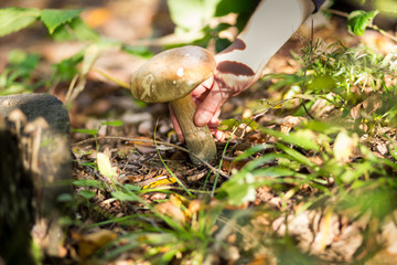 Young woman hands collecting / tearing edible mushroom (boletus) in a deciduous forest