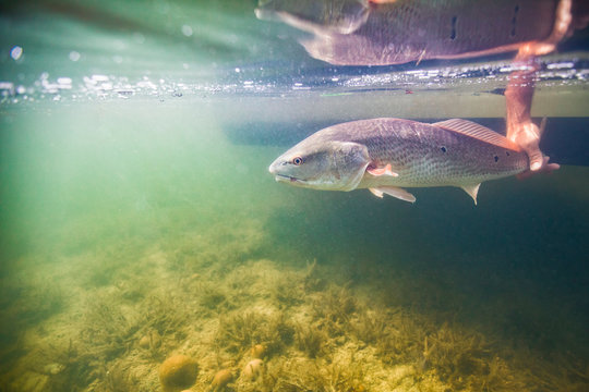 Man releasing small redfish in the Gulf of Mexico, Homosassa, Florida, US