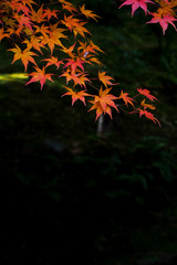 Naklejka na ściany i meble Autumn in Japan
