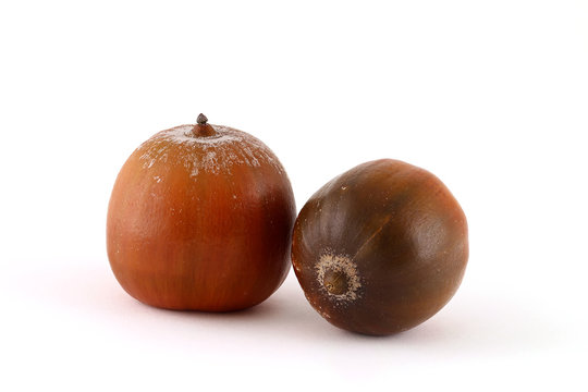 Twee bruine ronde eikels
