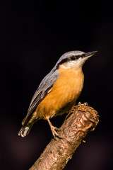 Nice single Nuthatch perched on twig