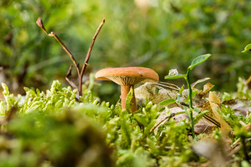 Single orange camelina mushroom grows from moss