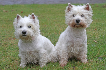 West Highland White Terrier