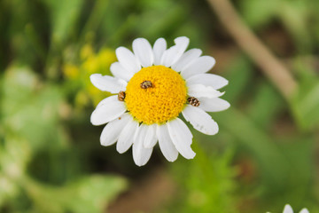 three little insect on a beautiful daisy flower