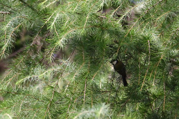 great tit