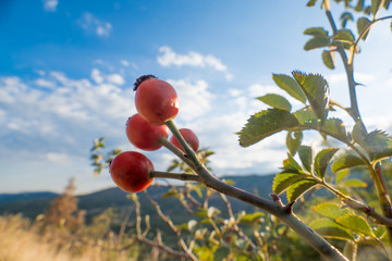 Small branch with rosehips / Small branch with rosehips on blue sky background