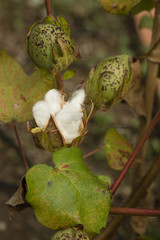 Cotton plant with seed capsule open