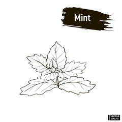outline image, mint leaves.
