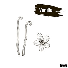 Outline black, vanilla sketch