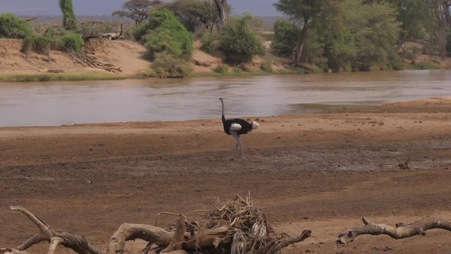 Ostrich Walkes On The River Shore In The Preserve Of The African Savannah