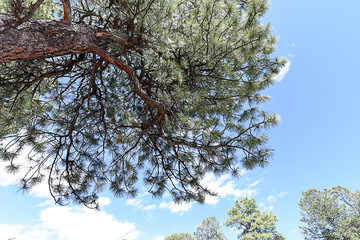 Pine canopy
