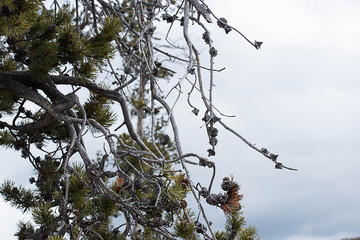 Pine cones