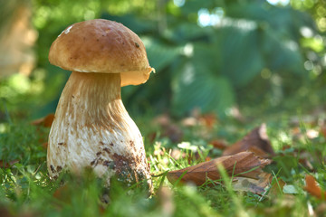 one brown mushroom, Lurid Bolete, in the woods.