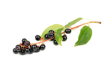 Fresh branch with berries bird cherry on white background