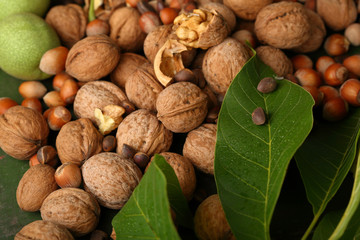 Walnut background
