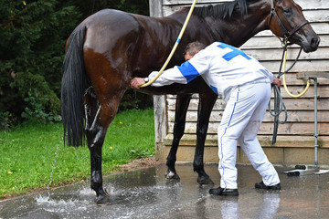 douche du cheval