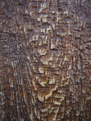 Brown wood texture. Dark wooden background with water drops