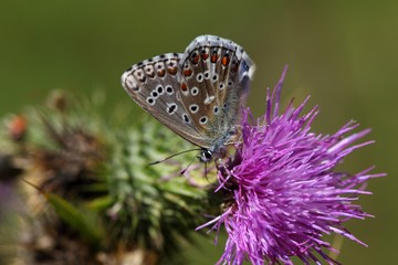 Adonis blue butterfly (Polyommatus bellargus)