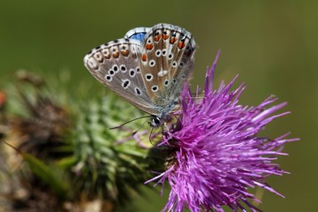Fototapeta na wymiar Adonis blue butterfly (Polyommatus bellargus)
