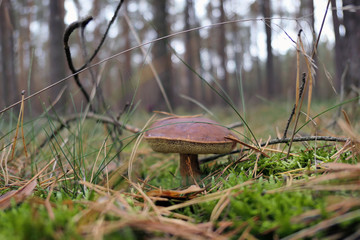 Bay Bolete mushroom growing in pine tree forest