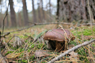 Bay Bolete mushroom growing in pine tree forest
