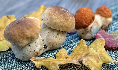 Autumn forest mushrooms on textille background and wooden table