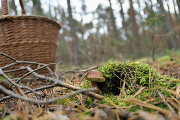 Bay Bolete mushroom growing in pine tree forest