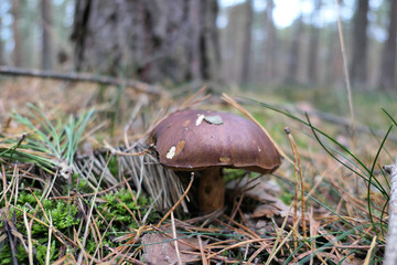 Bay Bolete mushroom growing in pine tree forest