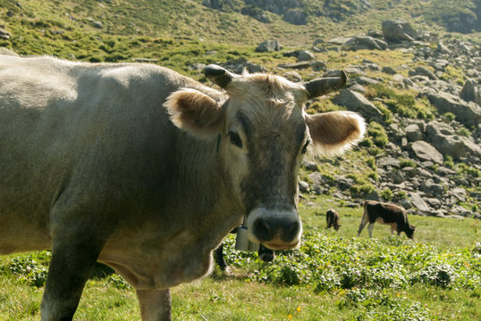 a cow grazing on a mountain pasture, close-up