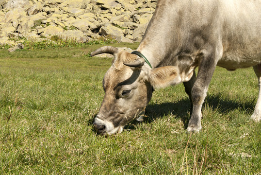 a cow grazing on a mountain pasture, close-up