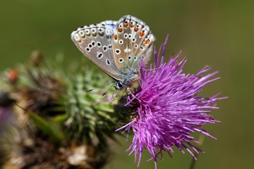 Adonis blue butterfly (Polyommatus bellargus)