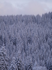 winter landscape fir