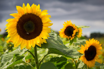 Fototapeta premium Sunflowers on the field 