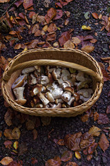 edible mushrooms in a basket in autumn forest