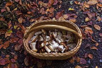 edible mushrooms in a basket in autumn forest