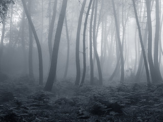 Beautiful foggy woods