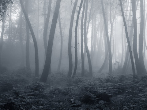 Fototapeta Beautiful foggy woods