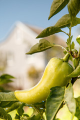 Ripe yellow bell pepper growing on bush in the garden